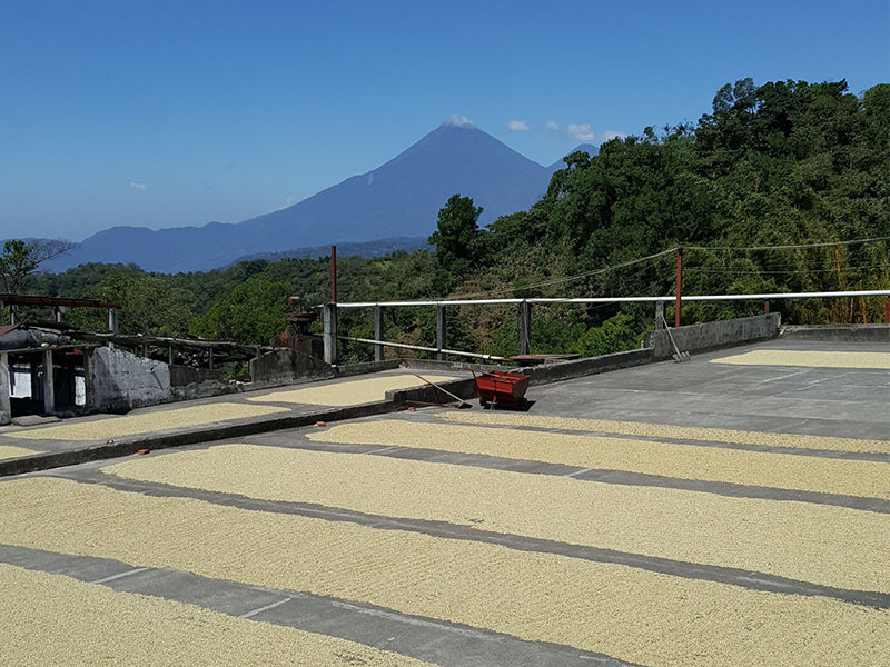 Guatemala "Finca El Carmen" Acatenango