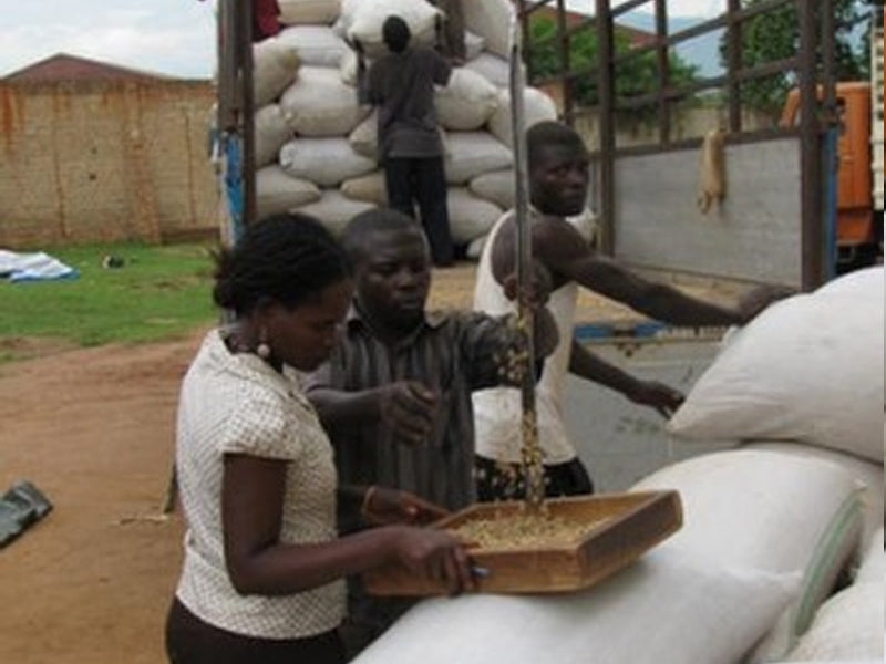 Uganda - "Gumutindo", Mt Elgon, Mbale