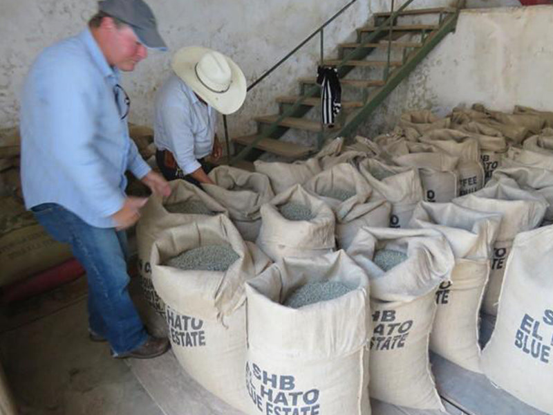 Guatemala- Finca El Hato