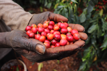 Green Coffee Beans- Kenya Tatu Peaberry Washed Microlot