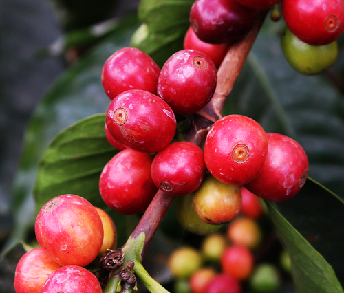 Single Origin- Kenya, Kiambu County- Tatu Estate Peaberry
