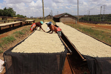 Single Origin- Kenya, Kiambu County- Tatu Estate Peaberry